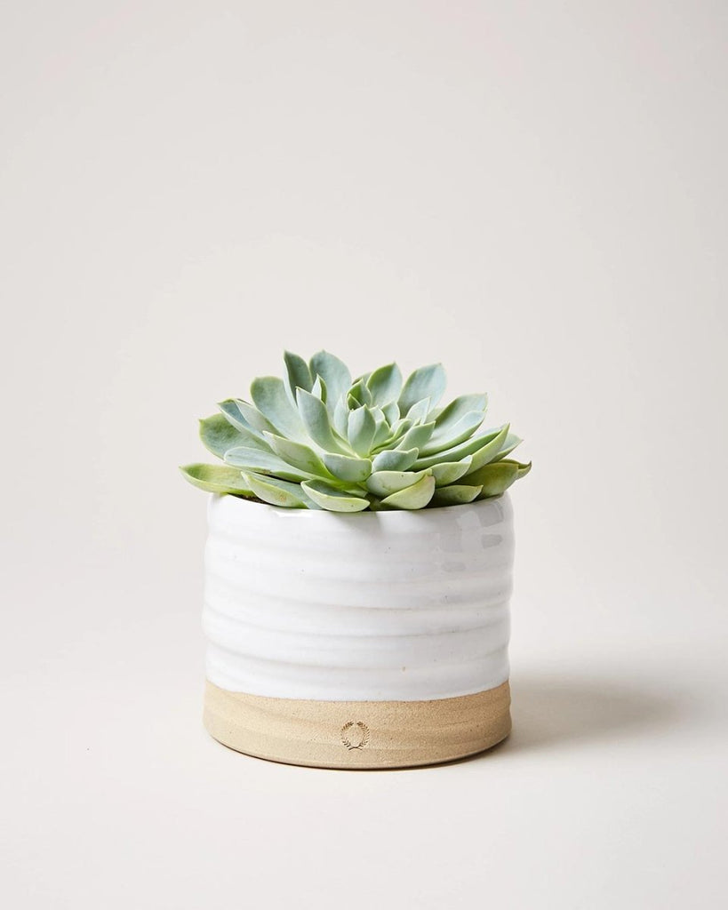 Trunk Garden Pot - Liza Pruitt