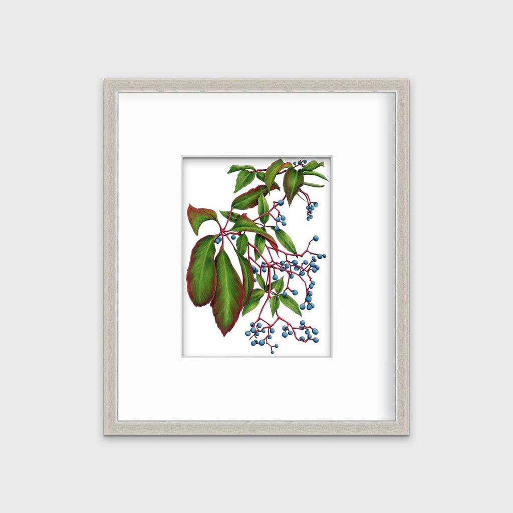 Virginia Creeper - Open Edition Paper Print - Liza Pruitt