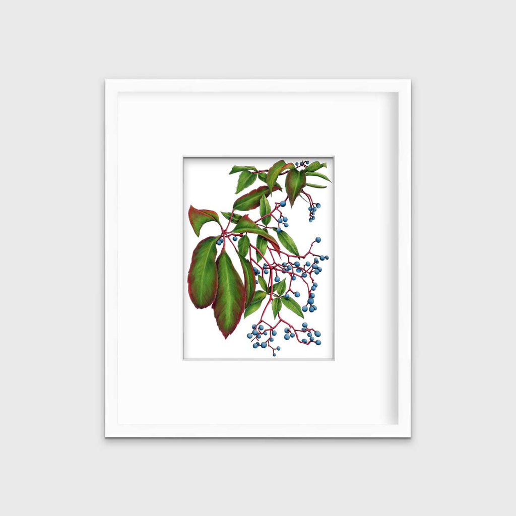 Virginia Creeper - Open Edition Paper Print - Liza Pruitt