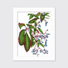 Virginia Creeper - Open Edition Paper Print - Liza Pruitt