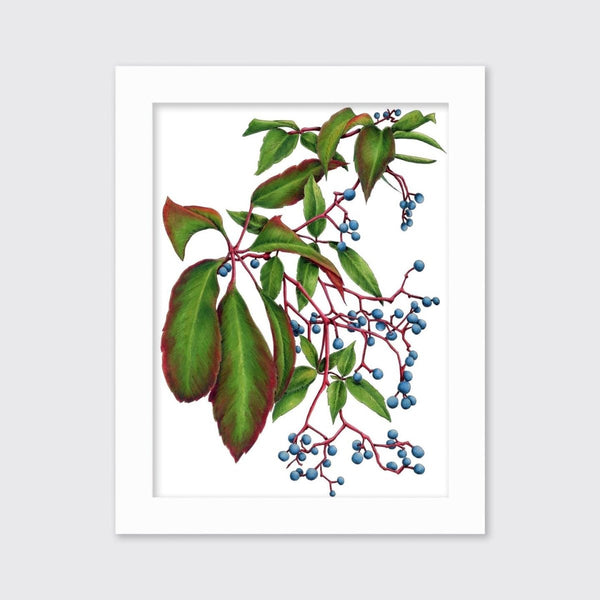 Virginia Creeper - Open Edition Paper Print - Liza Pruitt