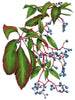 Virginia Creeper - Open Edition Paper Print - Liza Pruitt