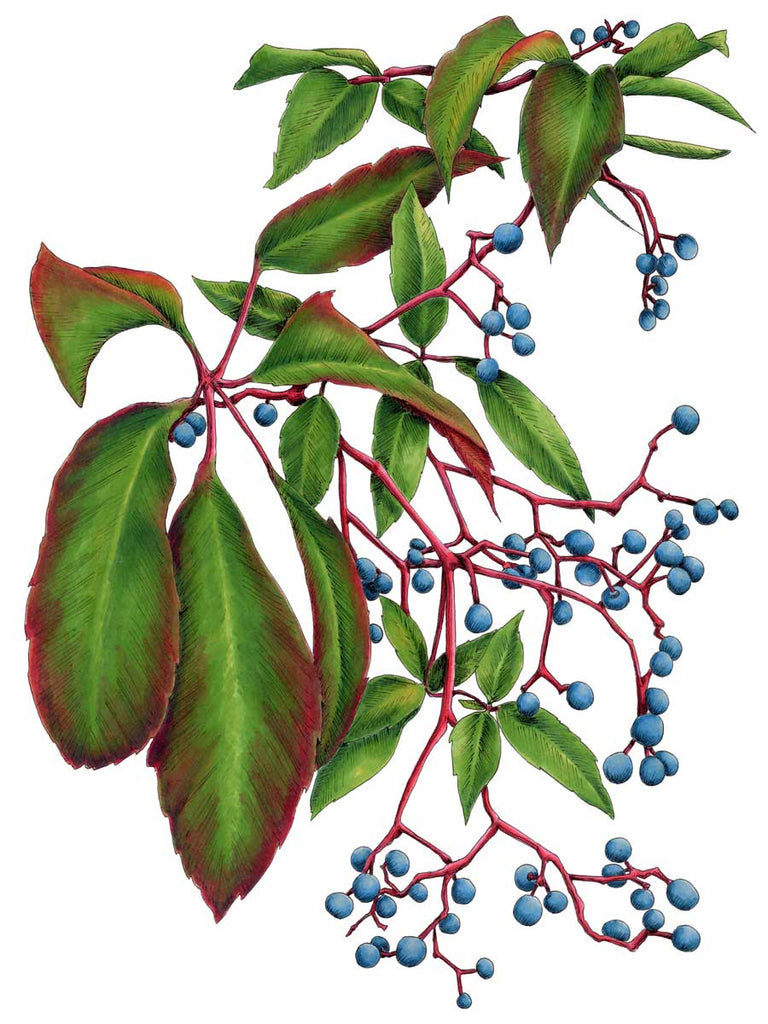 Virginia Creeper - Open Edition Paper Print - Liza Pruitt