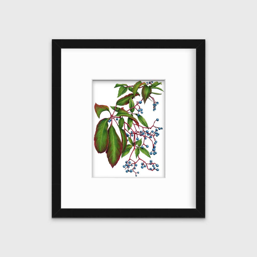Virginia Creeper - Open Edition Paper Print - Liza Pruitt