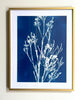 Weeping Baeckea | 19.25" h x 15.25" w | Framed - Liza Pruitt