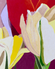 White and Yellow Tulips, with Red | 24" h x 16" w - Liza Pruitt