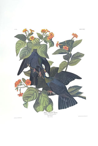 White - headed Pigeon - Liza Pruitt