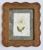 White Lily | 11.5" h x 13.5" w | Framed - Liza Pruitt