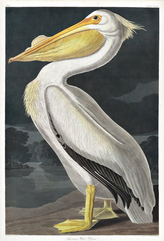 White Pelican - Liza Pruitt