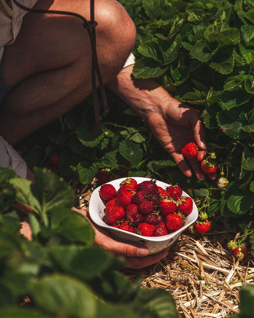 Windrow Berry Bowl - Liza Pruitt