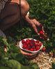 Windrow Berry Bowl - Liza Pruitt
