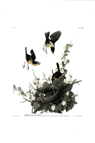 Yellow Breasted Chat - Liza Pruitt