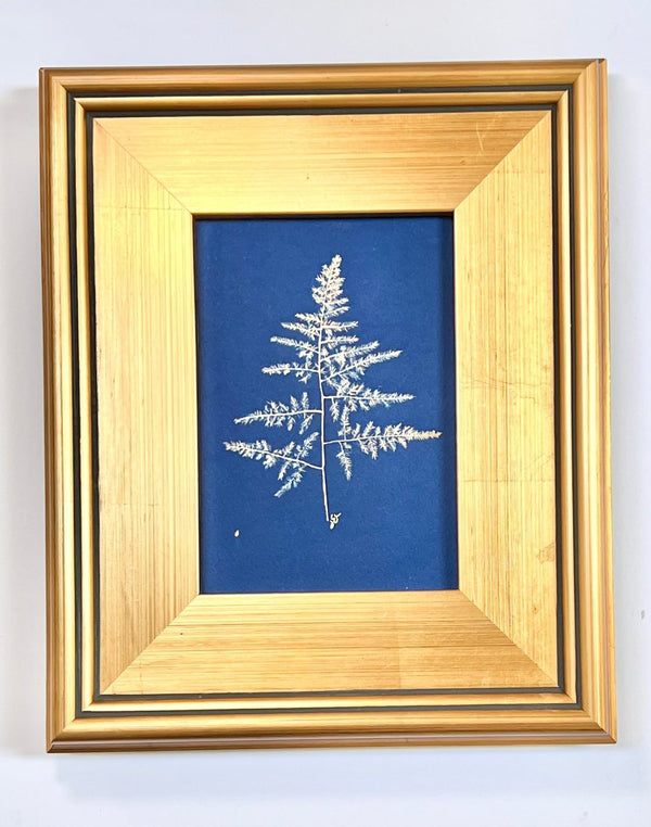 Asparagus Plumosus Fern | 12" h x 10" w | Framed - Liza Pruitt