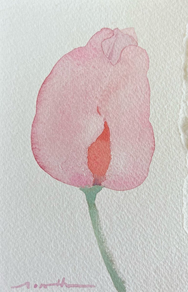 Blush Tulip | 6.5" h x 4.5” w - Liza Pruitt