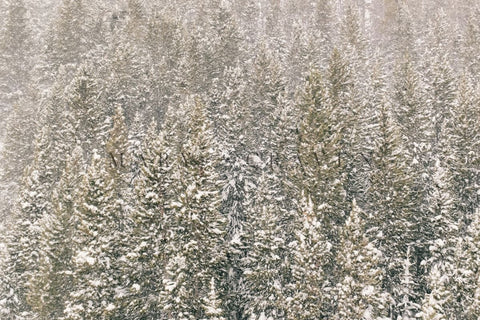 Colorado Winter: Colorado Winter IV - Liza Pruitt