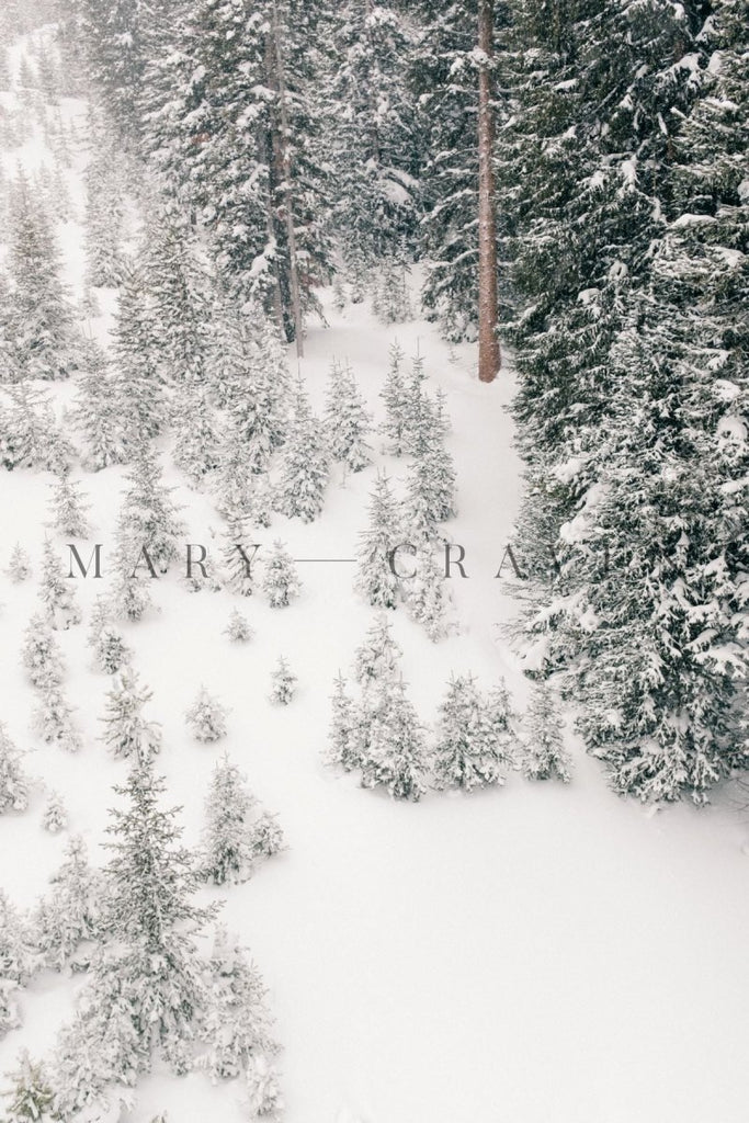 Colorado Winter: Colorado Winter VIII - Liza Pruitt