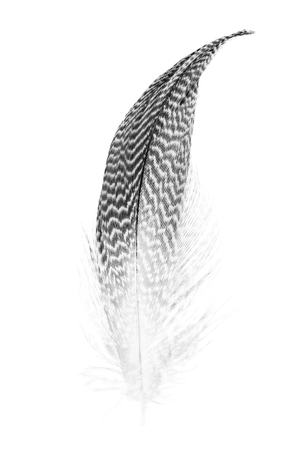Green-Winged Tail Black and White | Framed and Unframed Options - Liza Pruitt