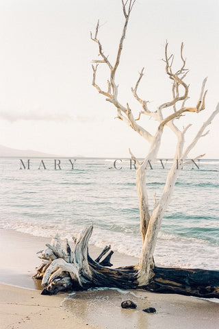 Hawaii: Hawaii III - Liza Pruitt