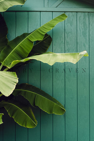 Hawaii: Hawaii XX - Liza Pruitt
