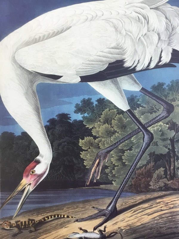 Hooping Crane Reproduction | 26" h x 17.5" w inches - Liza Pruitt