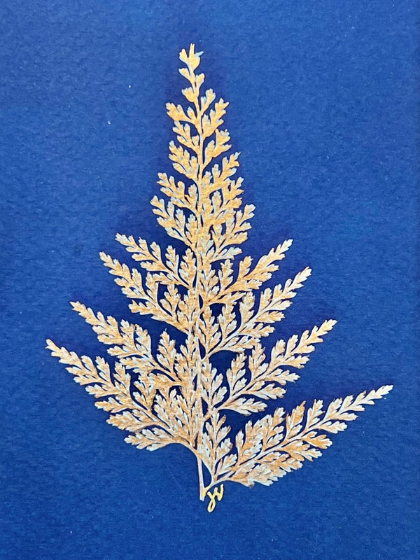 Lady Fern | 12" h x 10" w | Framed - Liza Pruitt