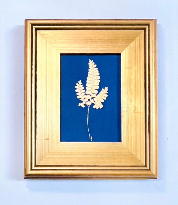 Northern Maidenhair Fern | 12" h x 10" w | Framed - Liza Pruitt