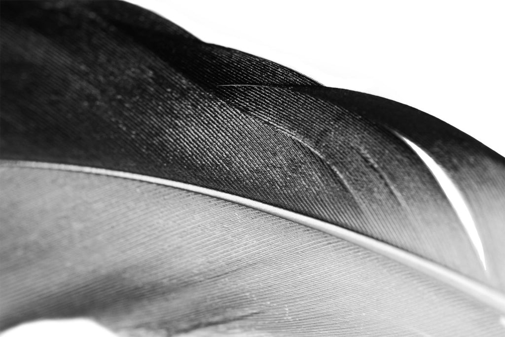 Northern Shoveler Black and White | Framed and Unframed Options - Liza Pruitt