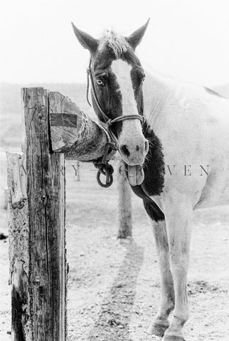 Western Tour Part I: Ranch Life II - Liza Pruitt
