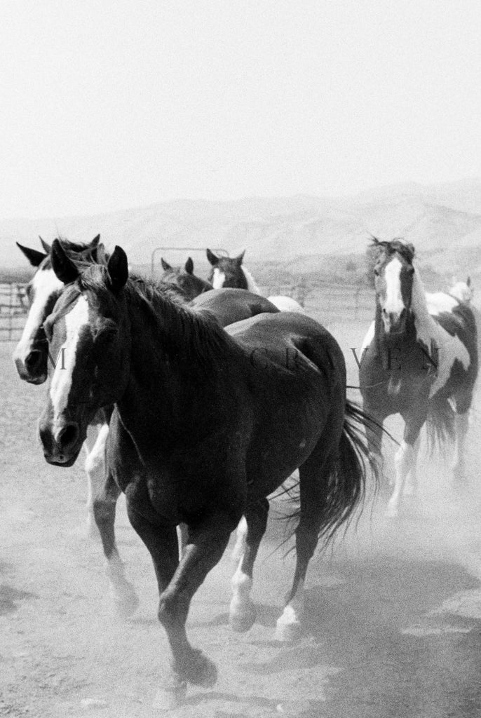 Western Tour Part I: Ranch Life V - Liza Pruitt