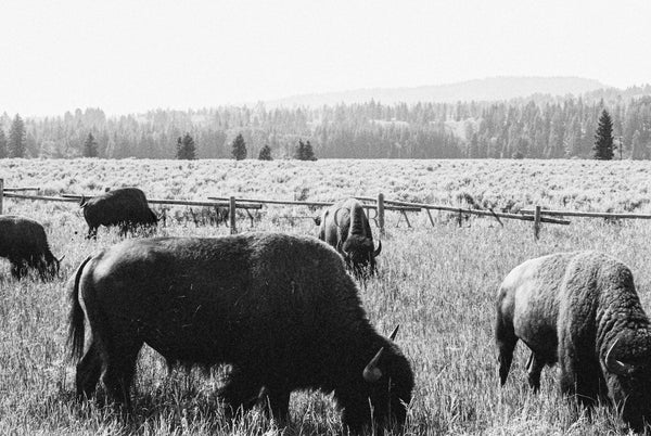 Western Tour Part II: Buffaloes Roaming VIII - Liza Pruitt