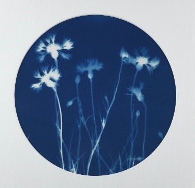 Wild Cornflowers | 18" h x 18" w | Framed - Liza Pruitt